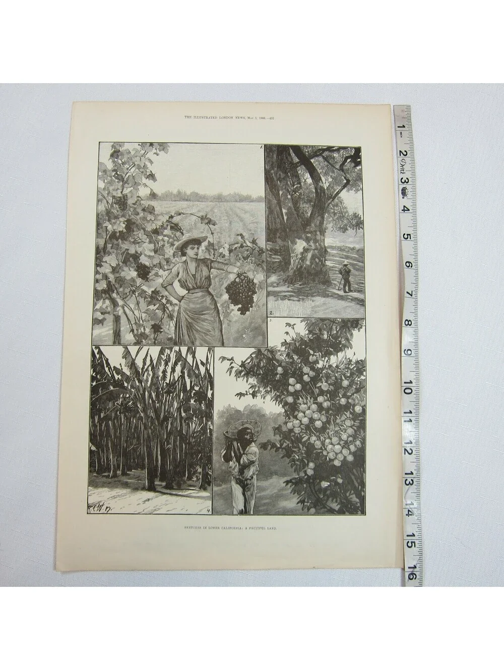 Antique 1888 Print Sketches in Lower California: A Fruitful Land RC Woodville II